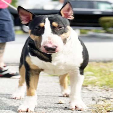 Vadox Bull Terriers Surys Cleopatra Queen mate Ageny Axel Foley.jpg
